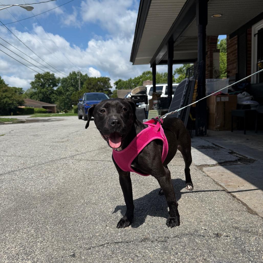 Enlarge Artesian SC, a Adoptable Mixed Breed in Savannah, GA image 1/1