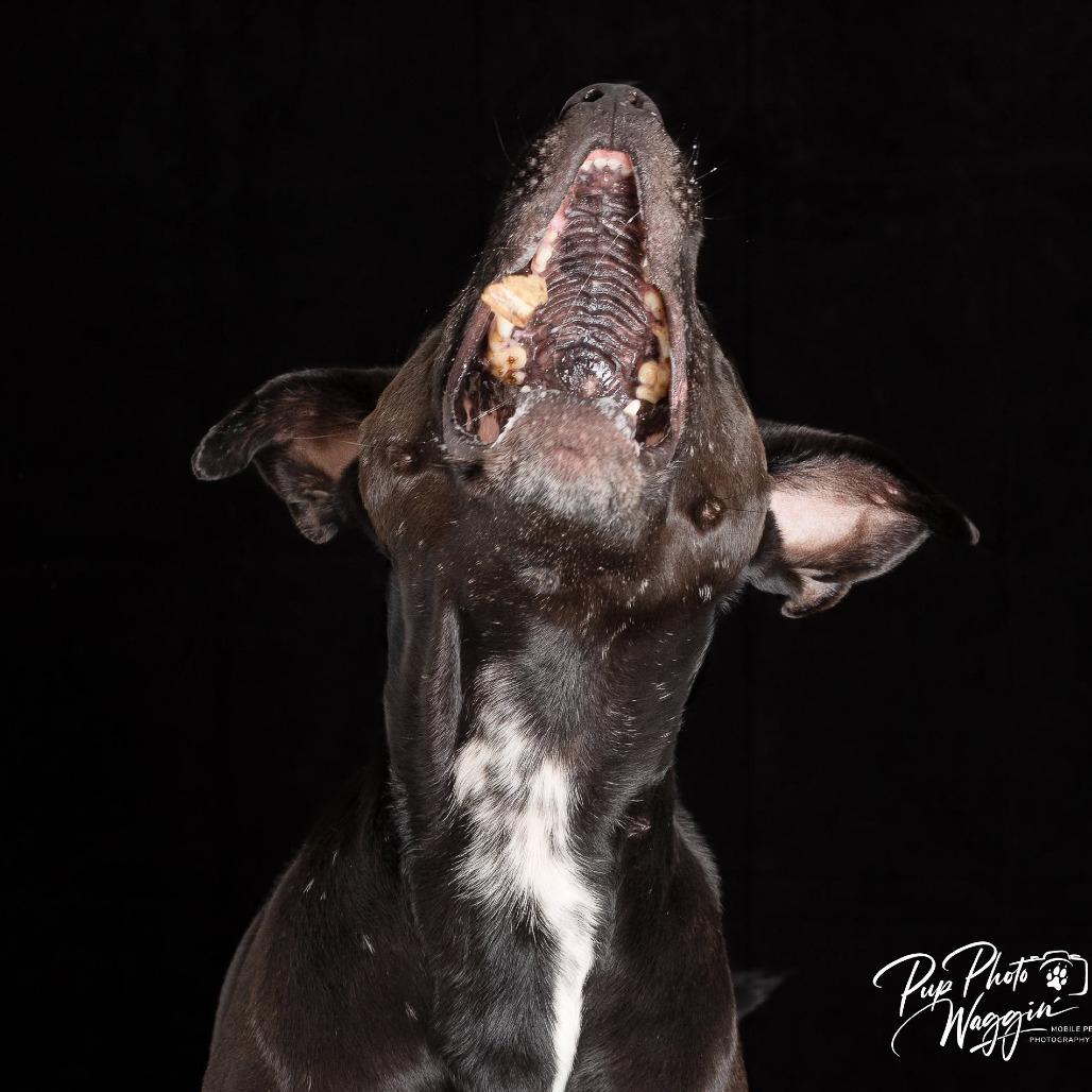 Tobias, a Adoptable mixed breed in Collinsville , OK image 1/2