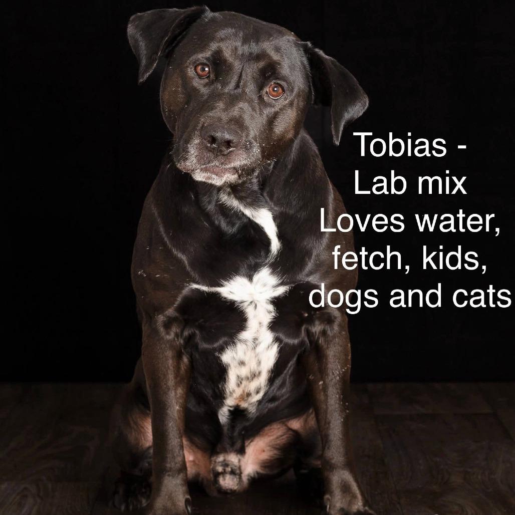 Tobias, a Adoptable mixed breed in Collinsville , OK image 2/2