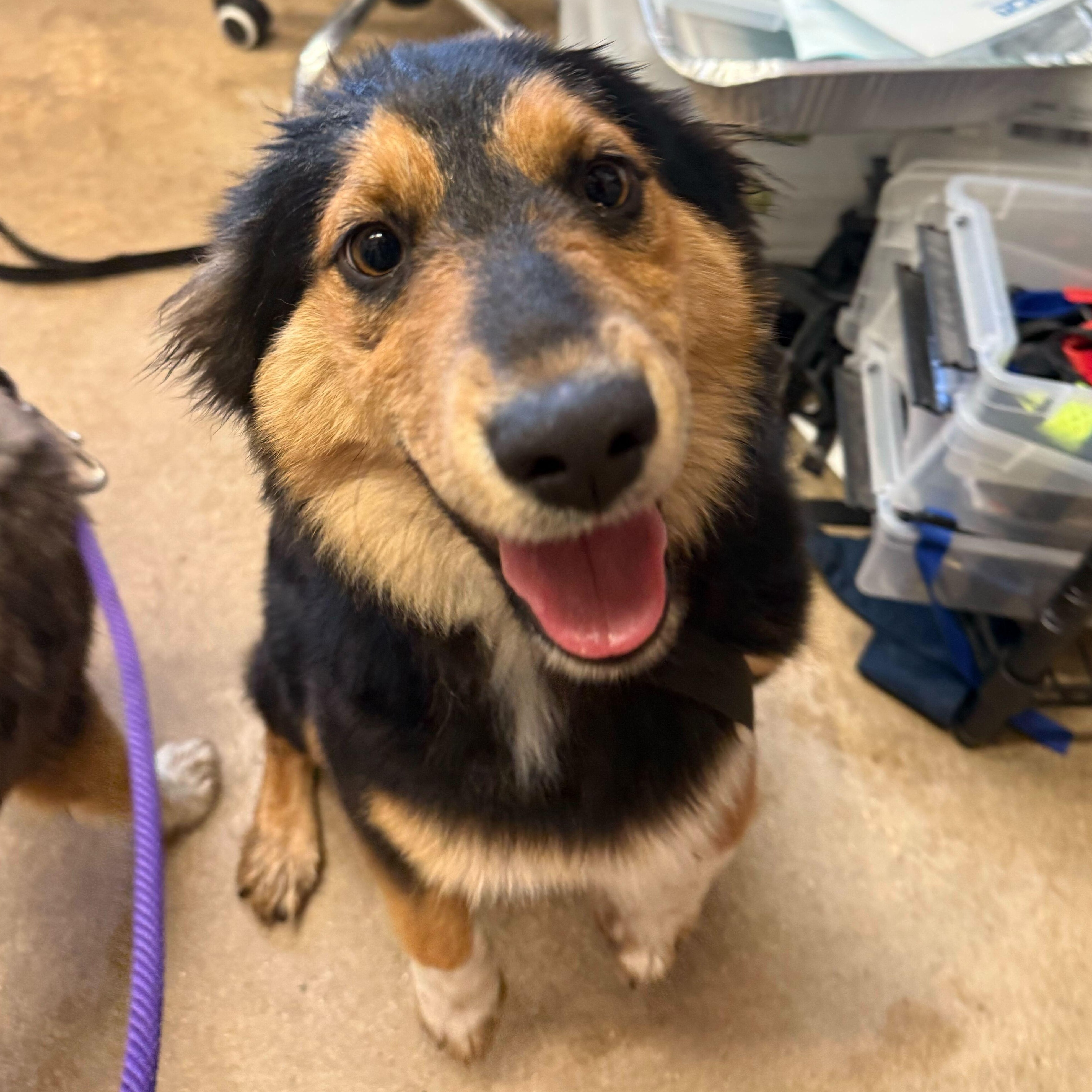 CHEESEBALL, adopted, Puppy Female Australian Shepherd.