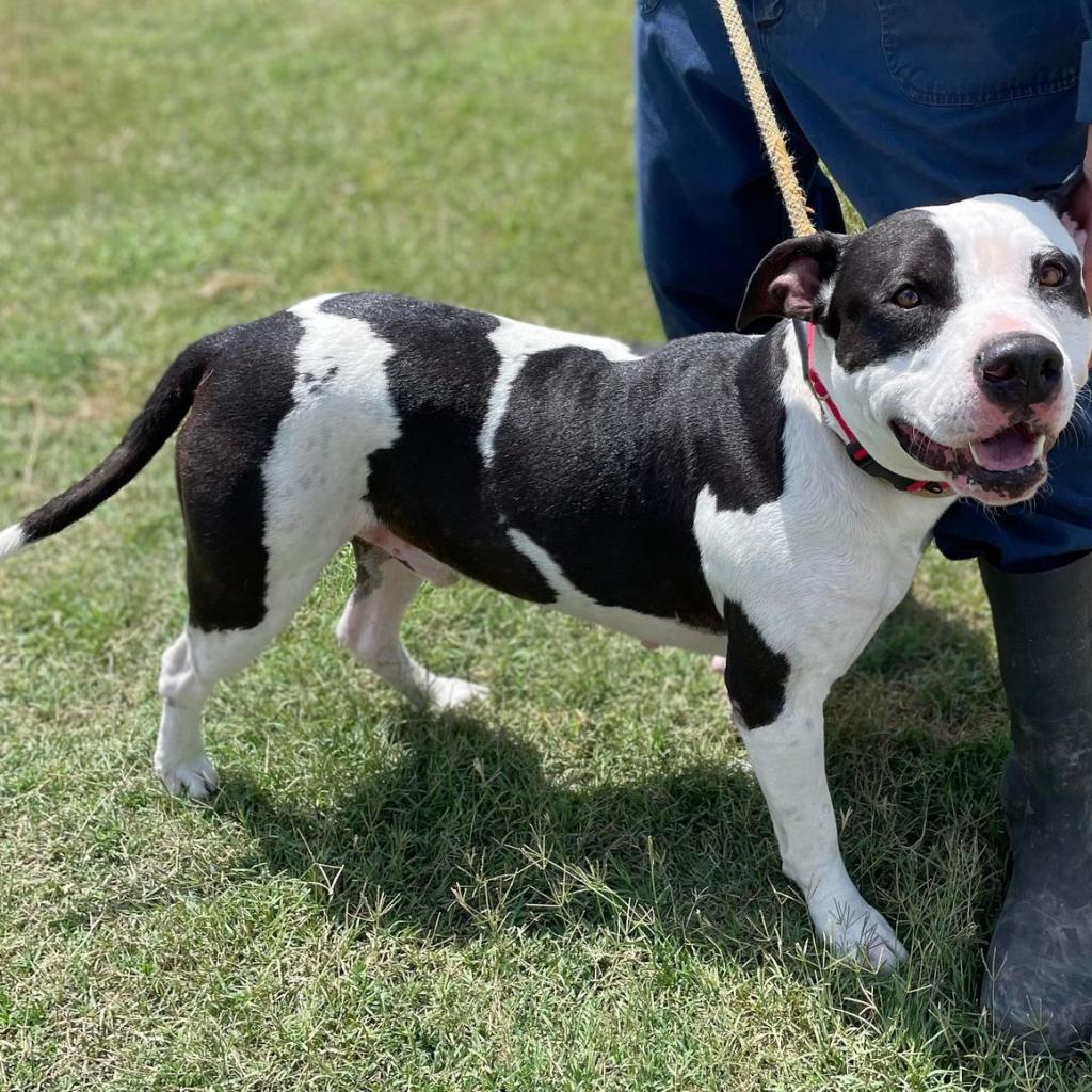 Ferdinand JuM, an adoptable Pit Bull Terrier in Seattle, WA, 98106 | Photo Image 3