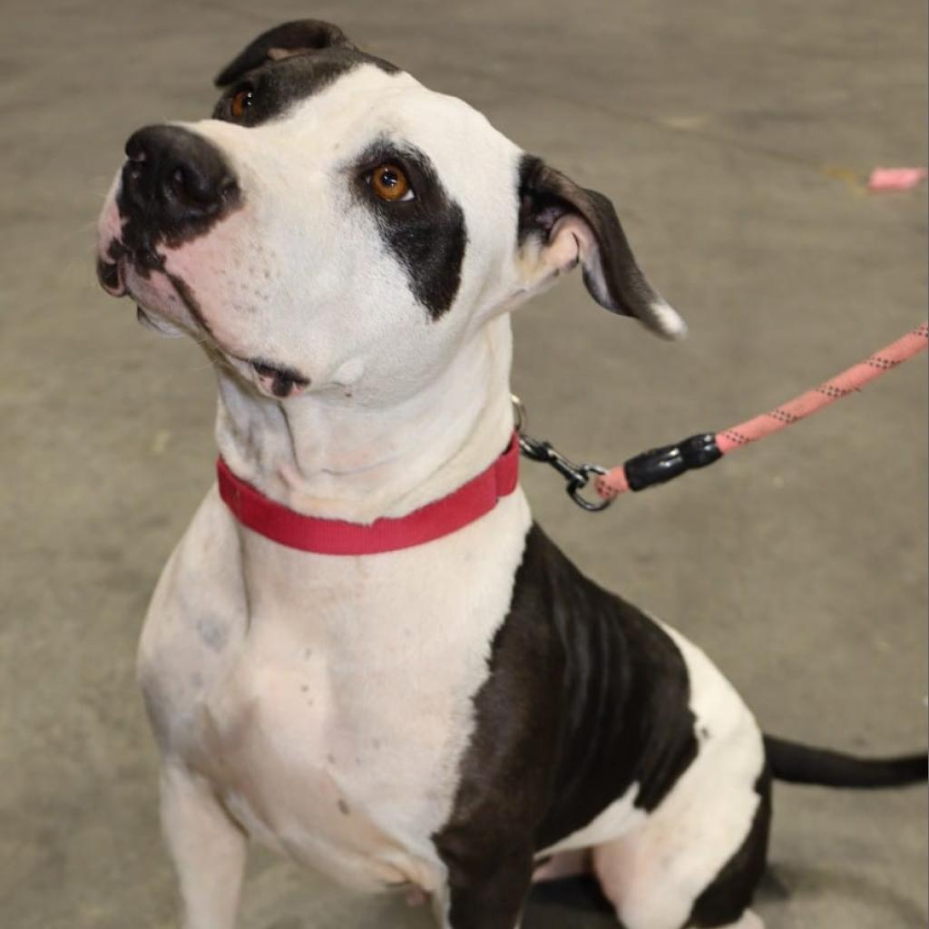 Ferdinand JuM, an adoptable Pit Bull Terrier in Seattle, WA, 98106 | Photo Image 2