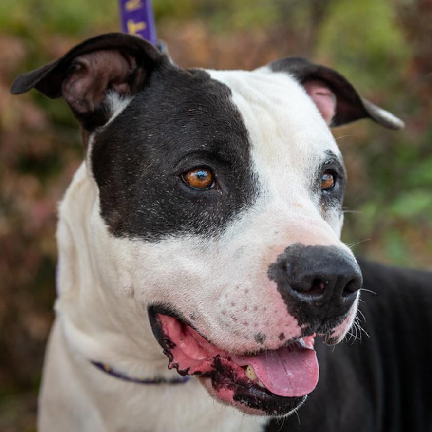Ferdinand JuM, an adoptable Pit Bull Terrier in Seattle, WA, 98106 | Photo Image 6