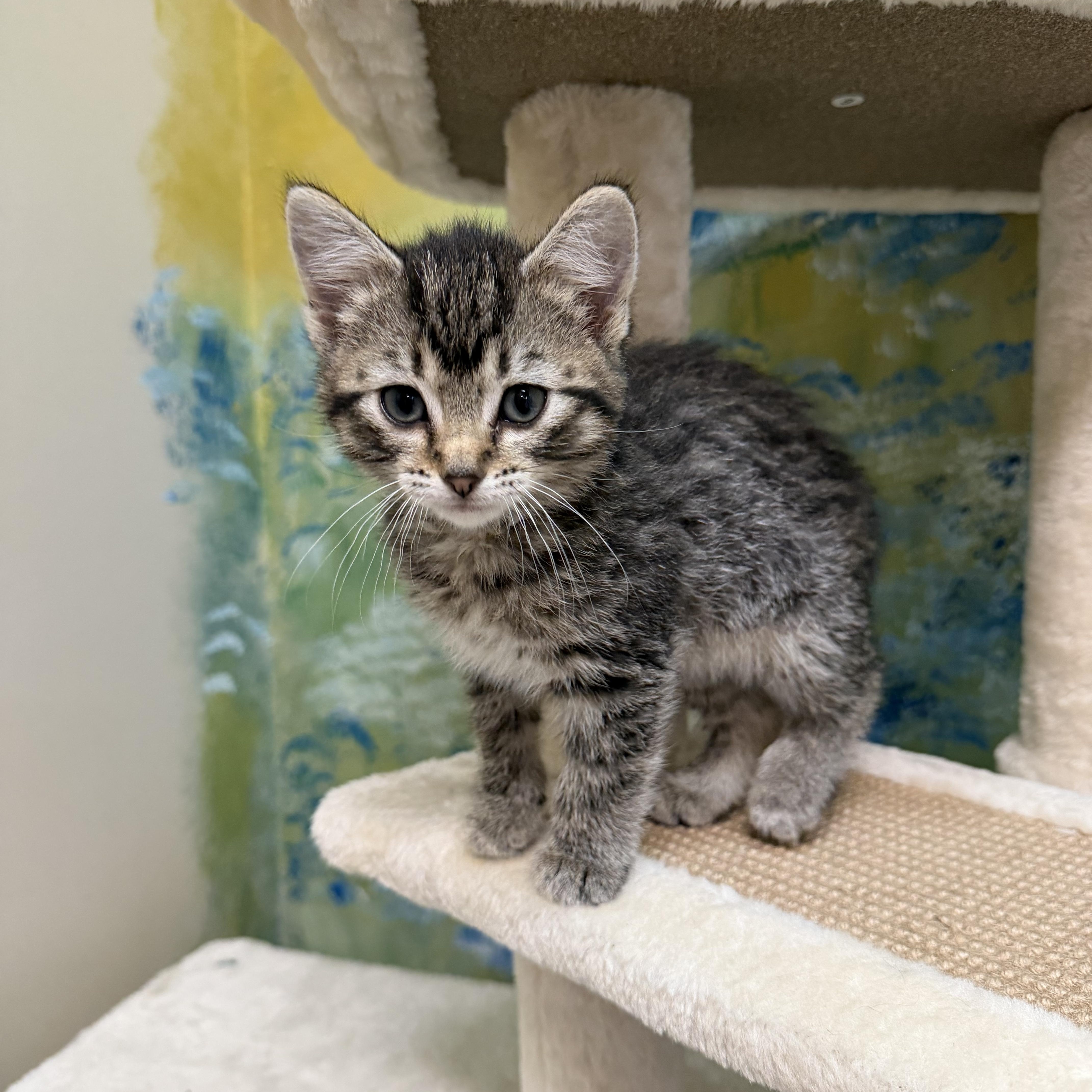 Woodstock, ADOPTABLE, Kitten Male Domestic Short Hair.