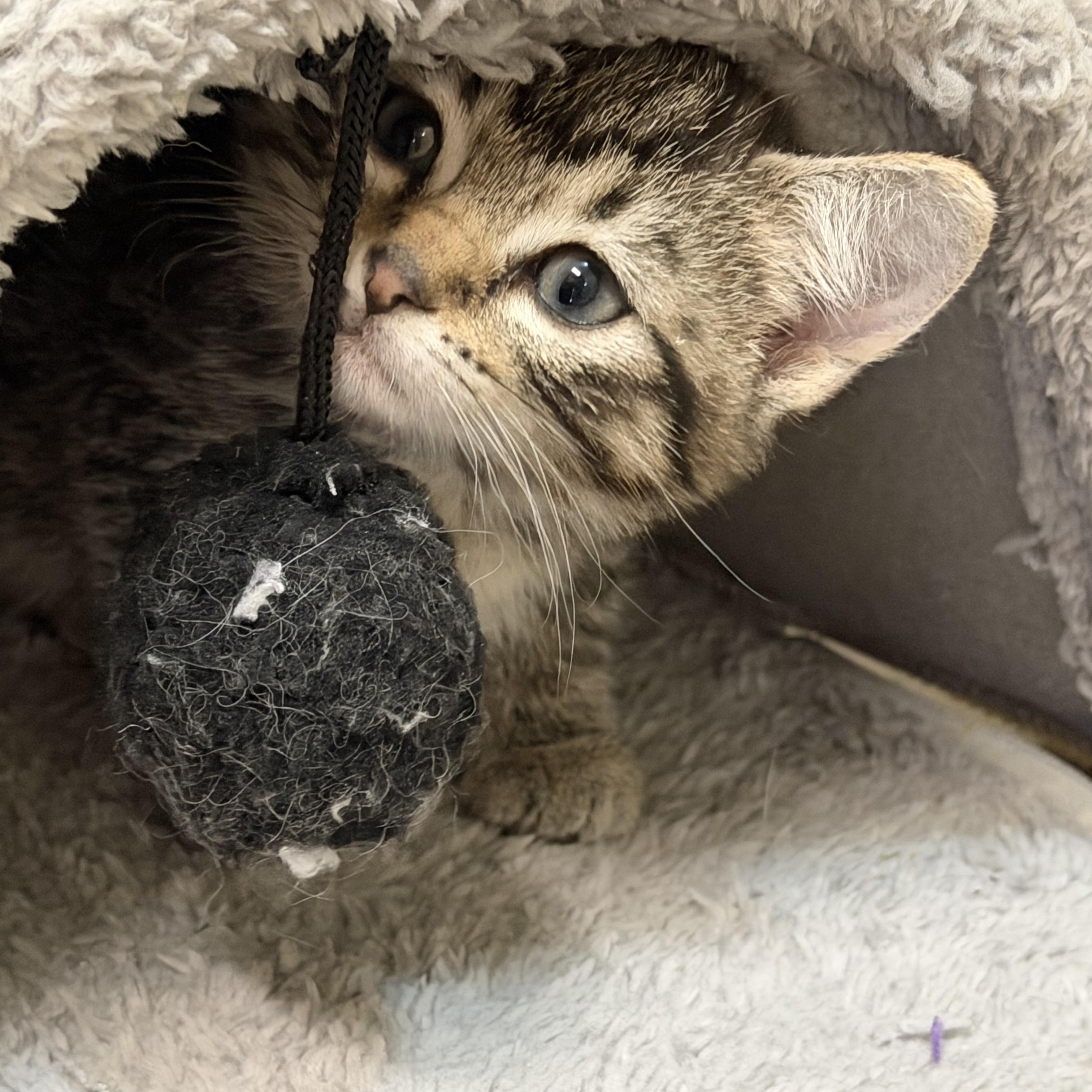 Enlarge Woodstock, a ADOPTABLE Domestic Short Hair in Chisholm, MN image 2/4