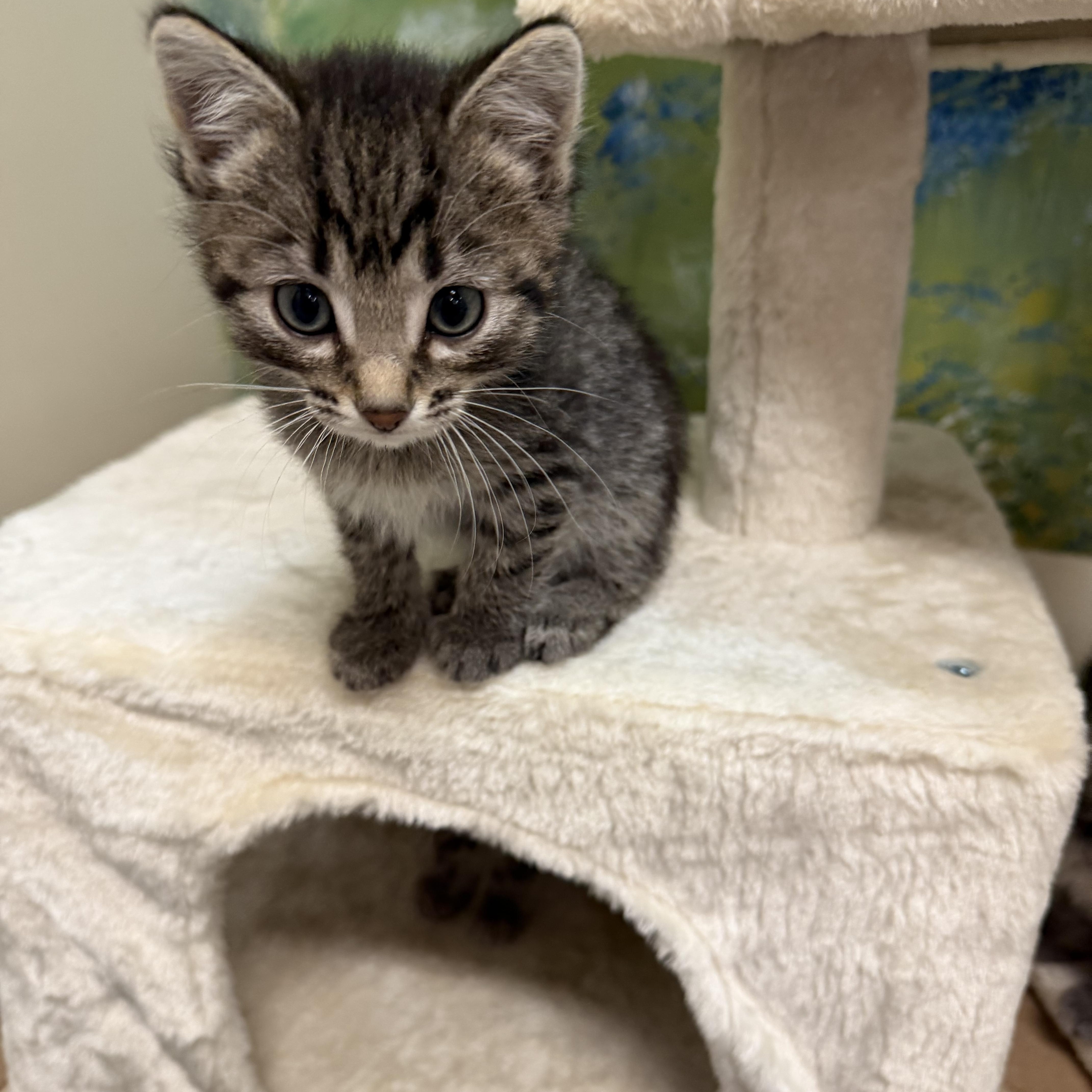 Enlarge Woodstock, a ADOPTABLE Domestic Short Hair in Chisholm, MN image 4/4