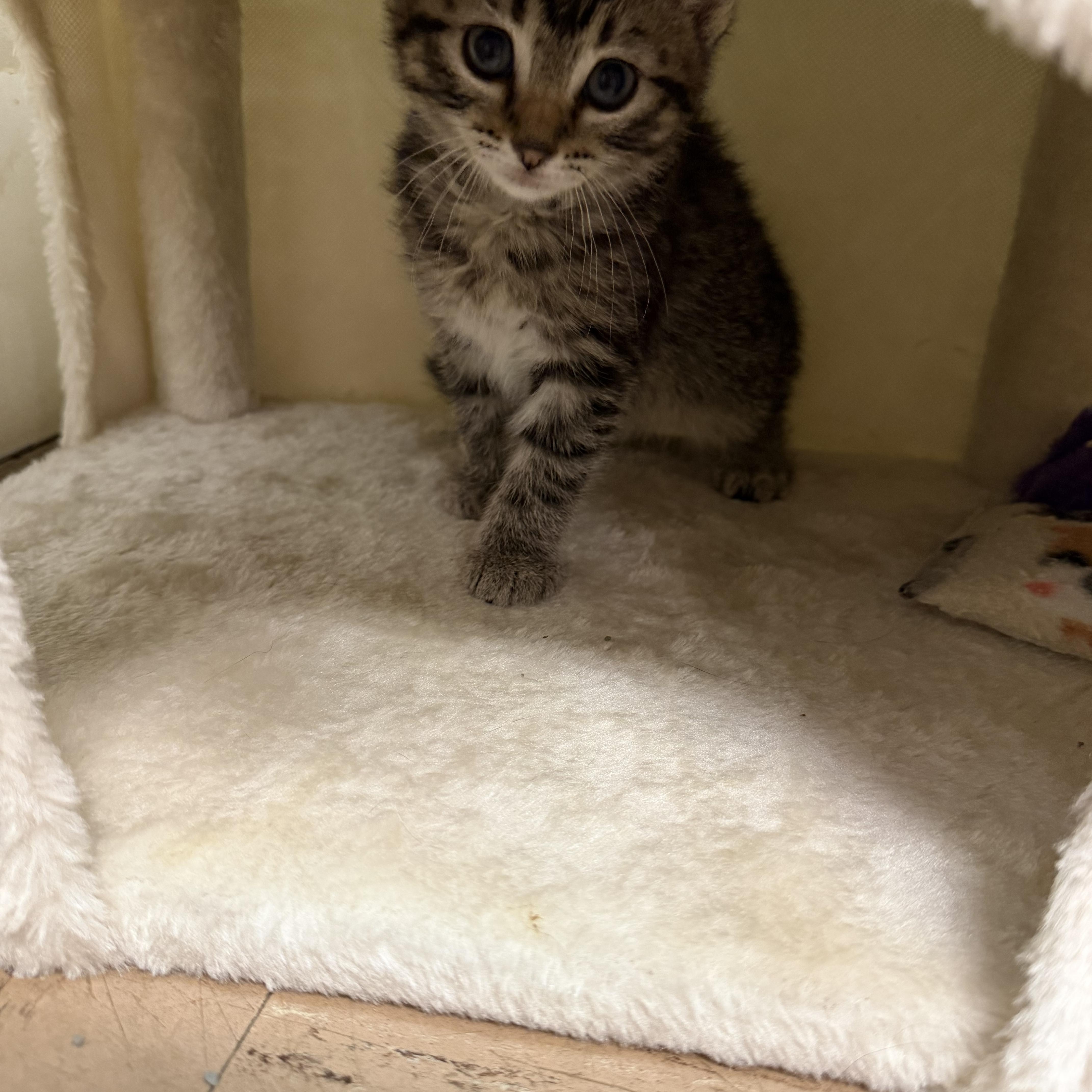 Enlarge Woodstock, a ADOPTABLE Domestic Short Hair in Chisholm, MN image 3/4