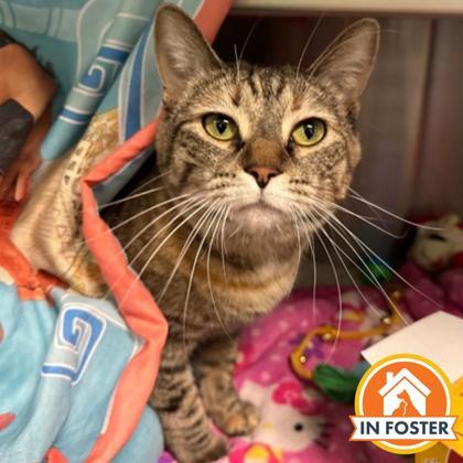 Velma, Adoptable, Adult Female Domestic Short Hair & Domestic Short Hair.