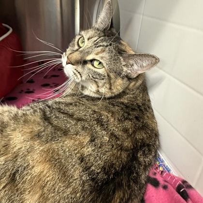 Enlarge Velma, a Adoptable mixed breed in Merriam, KS image 2/3