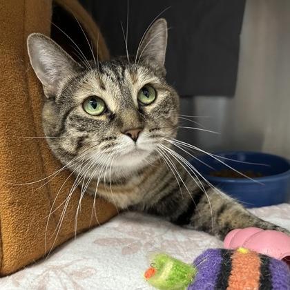 Enlarge Velma, a Adoptable mixed breed in Merriam, KS image 3/3