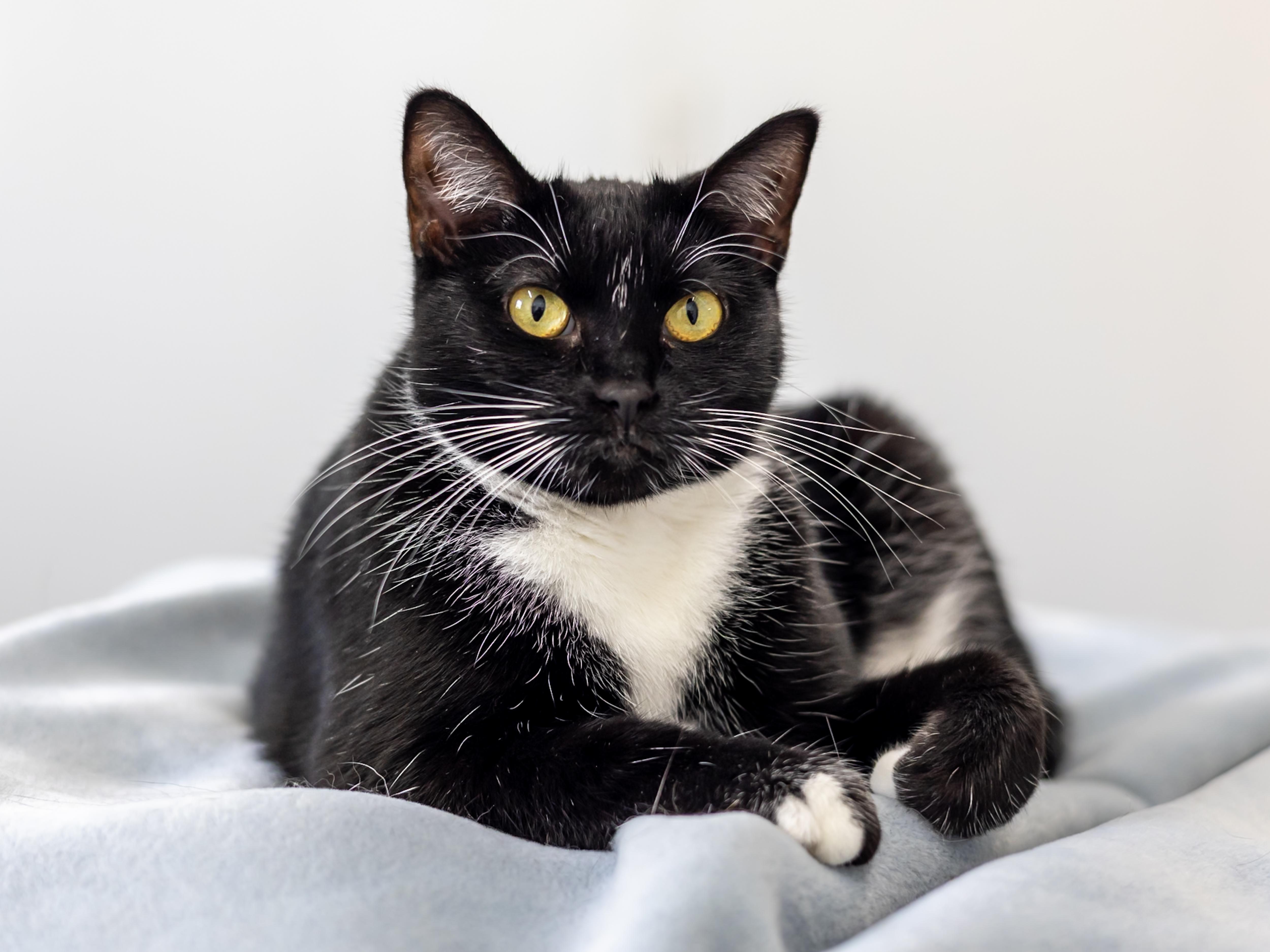 Bessie, an adoptable Domestic Short Hair in Richland Center, WI, 53581 | Photo Image 1