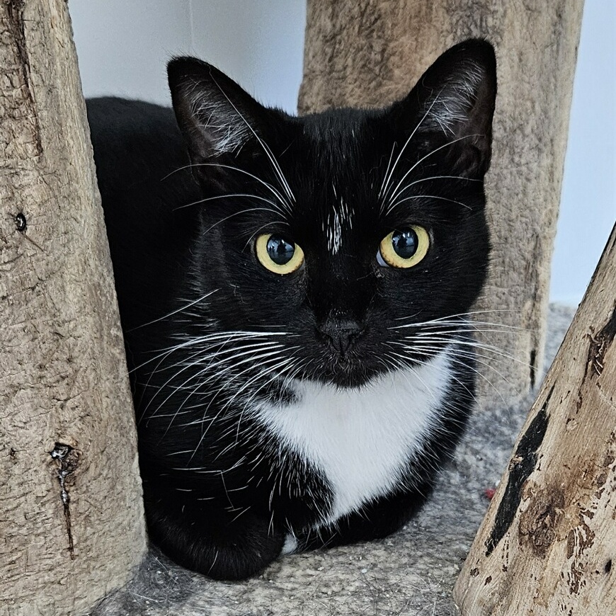 Enlarge Bessie, a Adoptable Domestic Short Hair in Richland Center, WI image 4/4