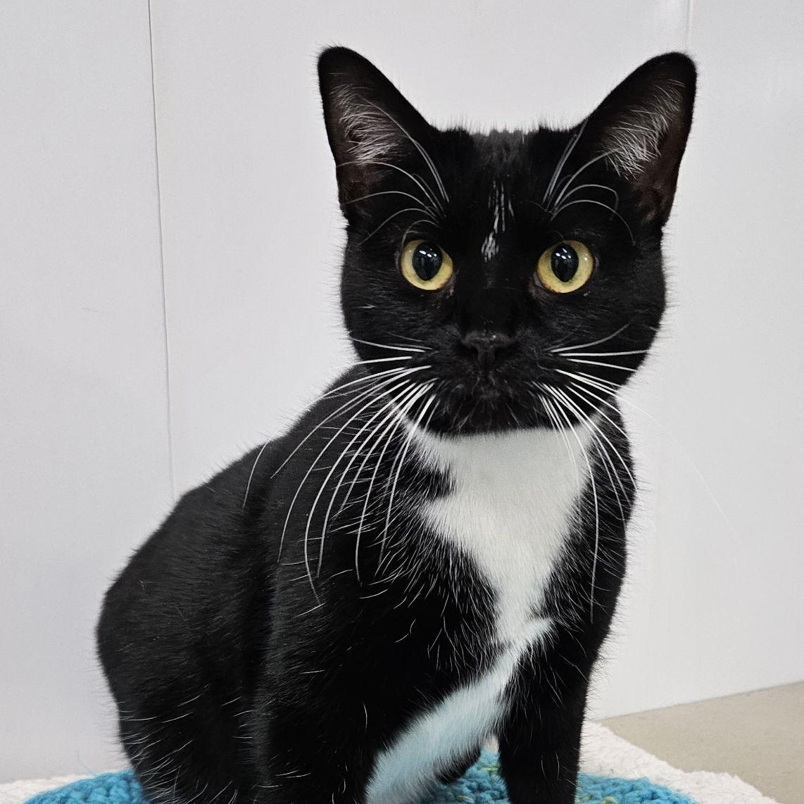 Enlarge Bessie, a Adoptable Domestic Short Hair in Richland Center, WI image 3/4