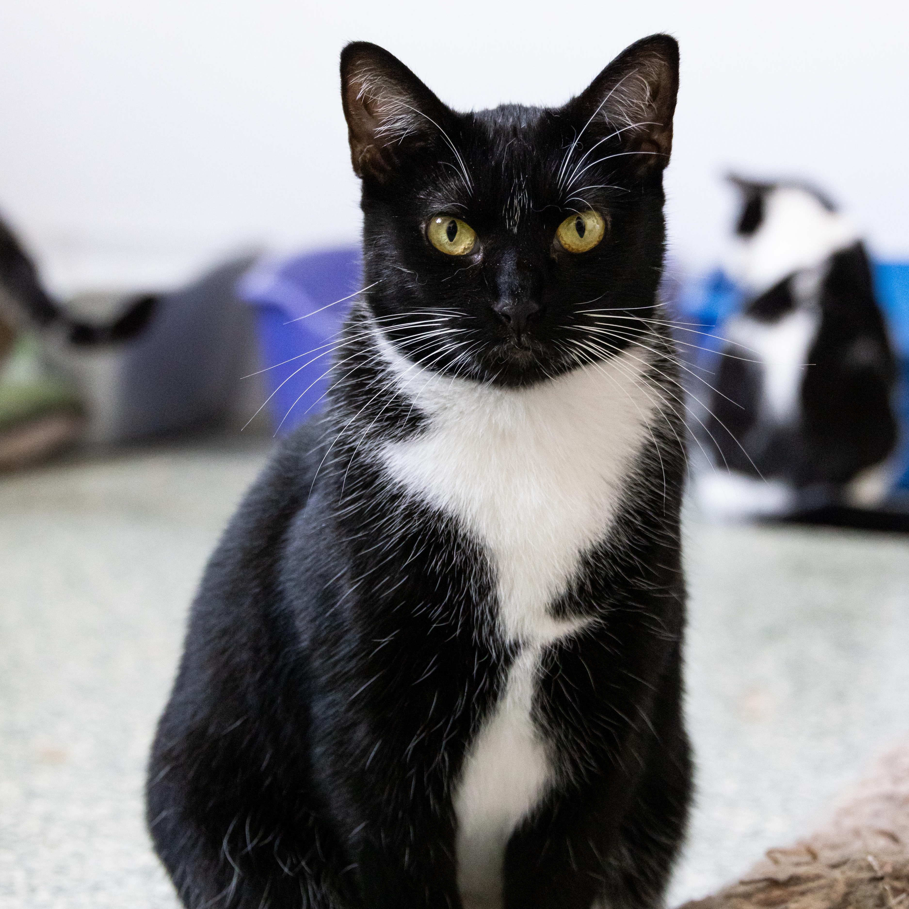 Enlarge Bessie, a Adoptable Domestic Short Hair in Richland Center, WI image 2/4