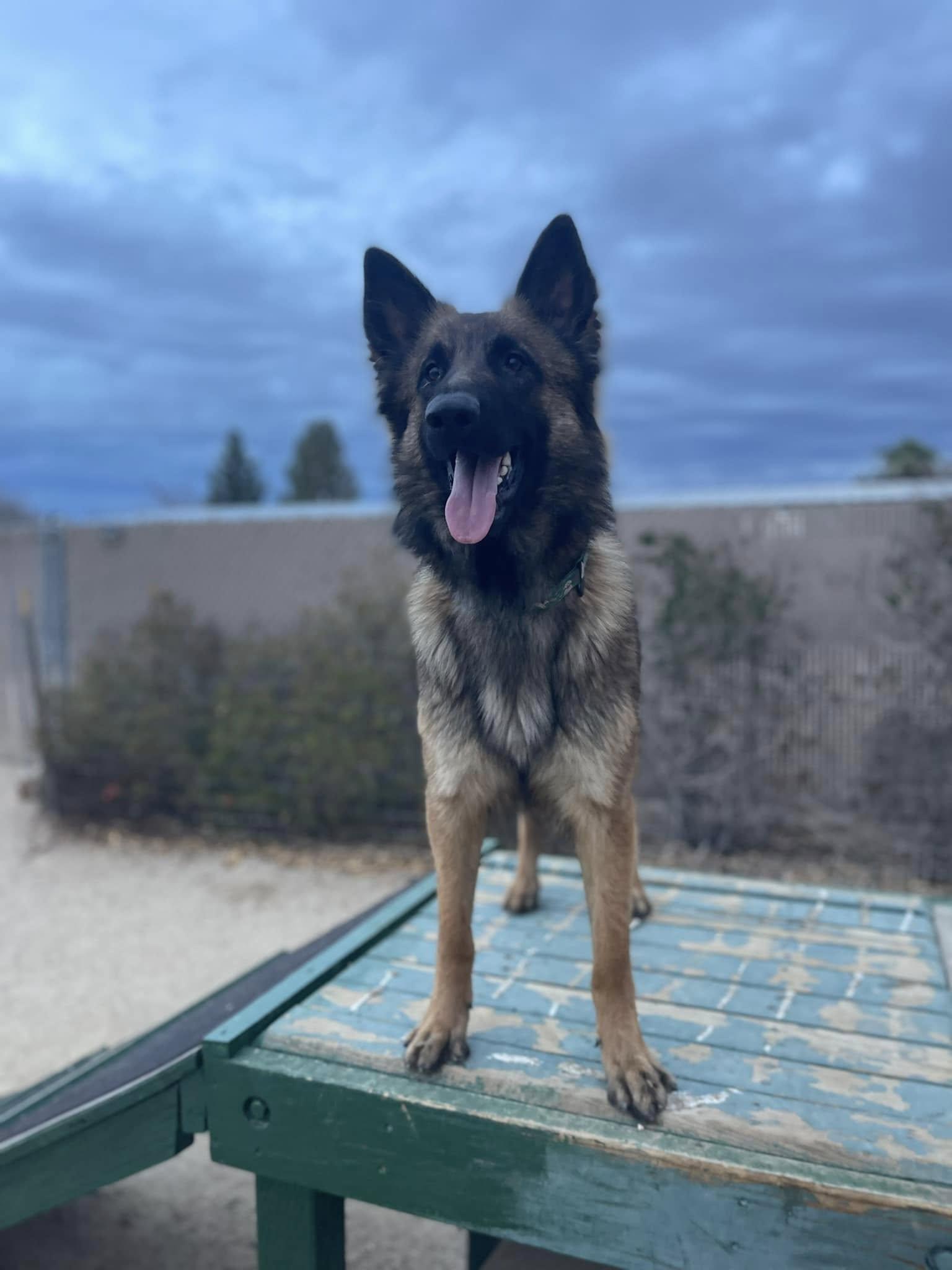 Morgan, Young Female German Shepherd Dog