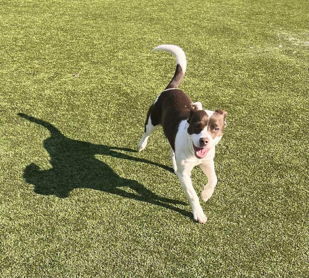 Cheyenne — thumbnail 2