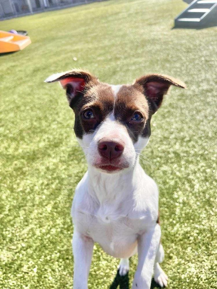 Cheyenne — thumbnail 3