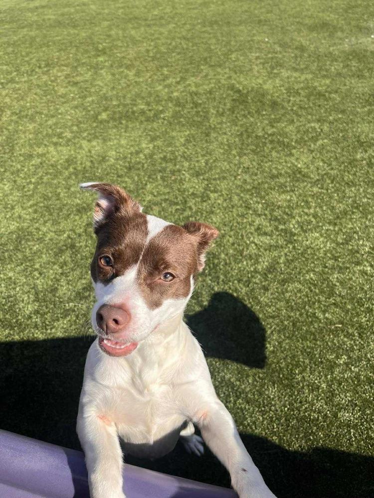 Cheyenne — thumbnail 4