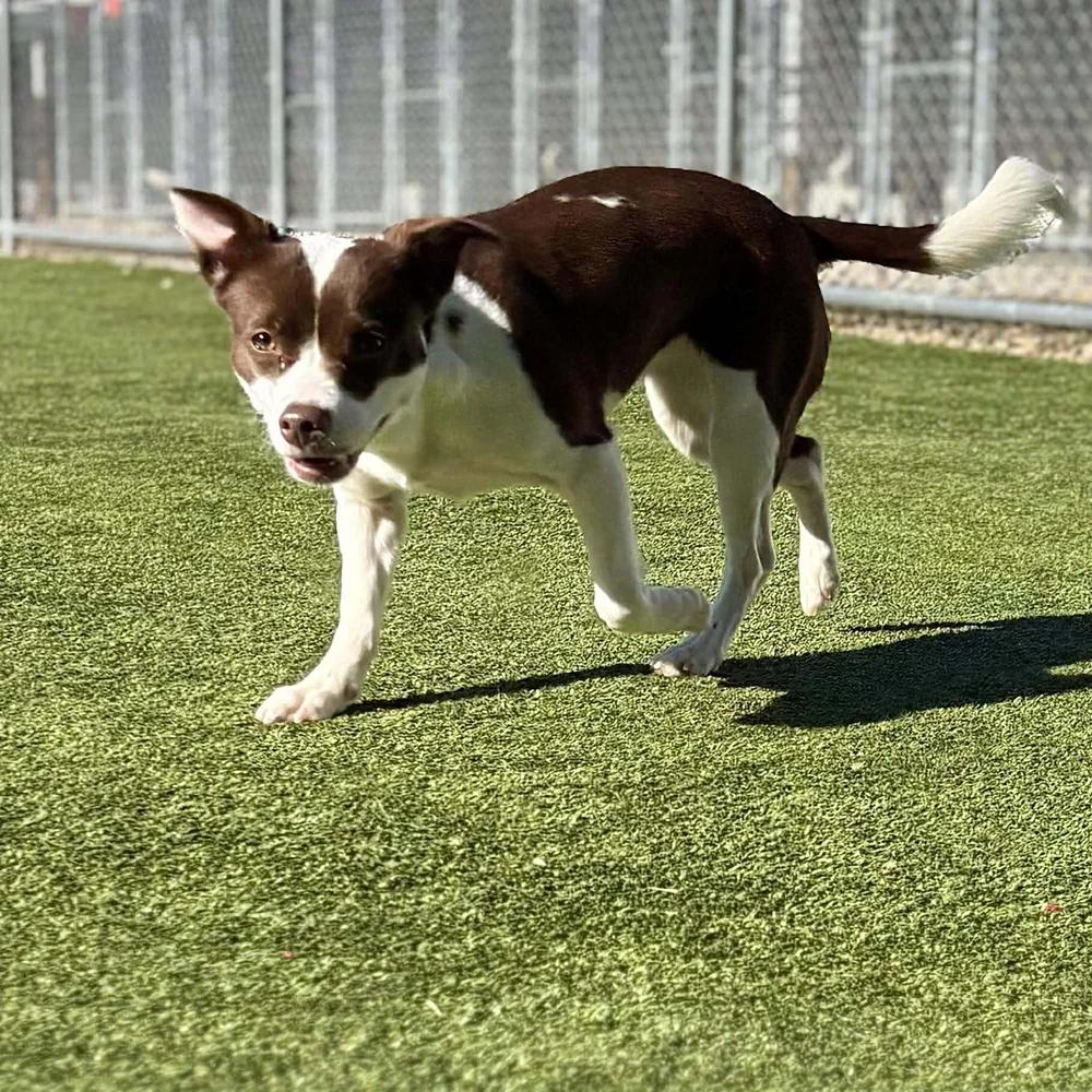 Cheyenne — thumbnail 5