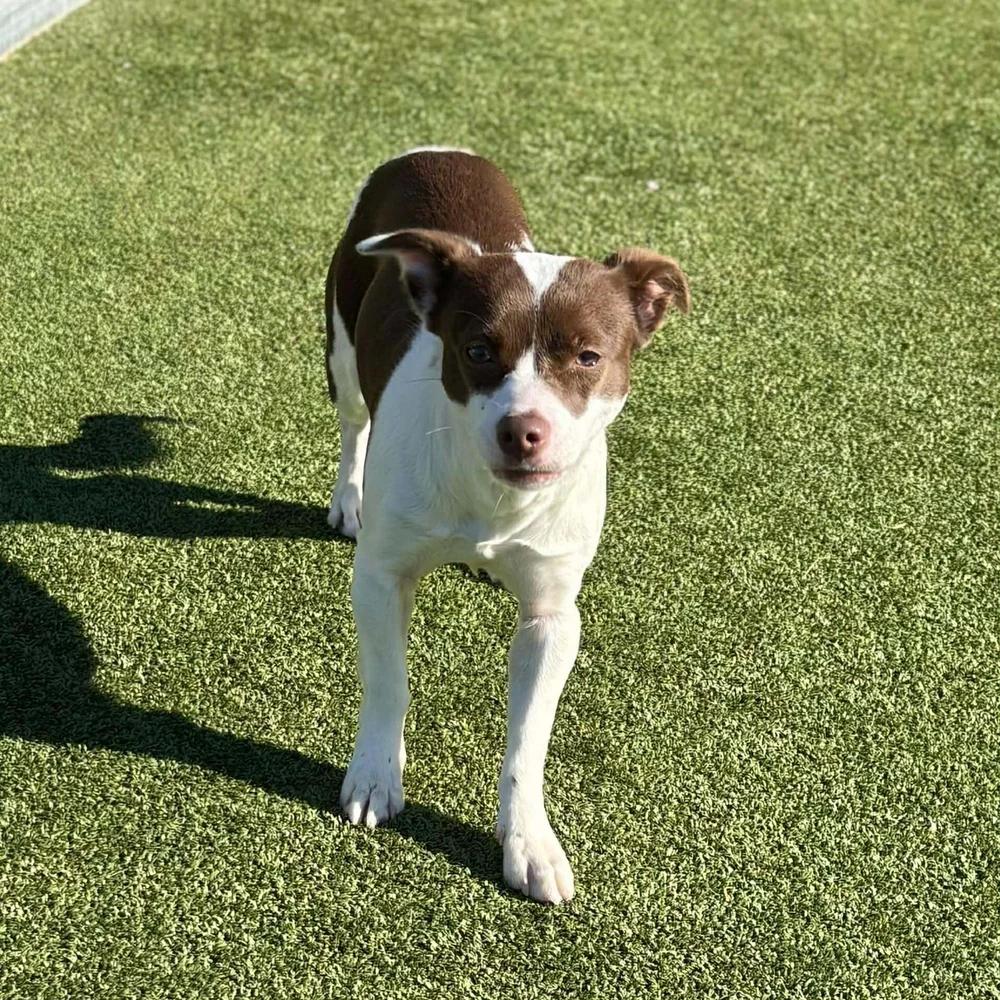 Cheyenne — thumbnail 6