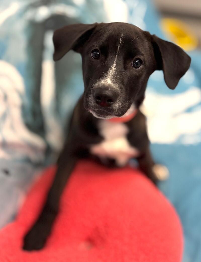 Zoey, Adoptable, Puppy Female Belgian Shepherd / Malinois & Pit Bull Terrier.