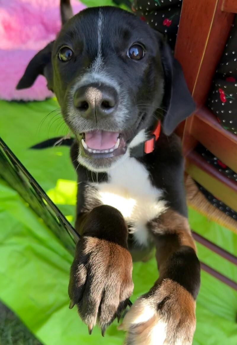 Enlarge Zoey, a Adoptable mixed breed in Van Nuys, CA image 3/6