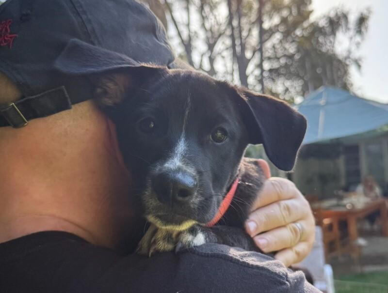 Enlarge Zoey, a Adoptable mixed breed in Van Nuys, CA image 4/6