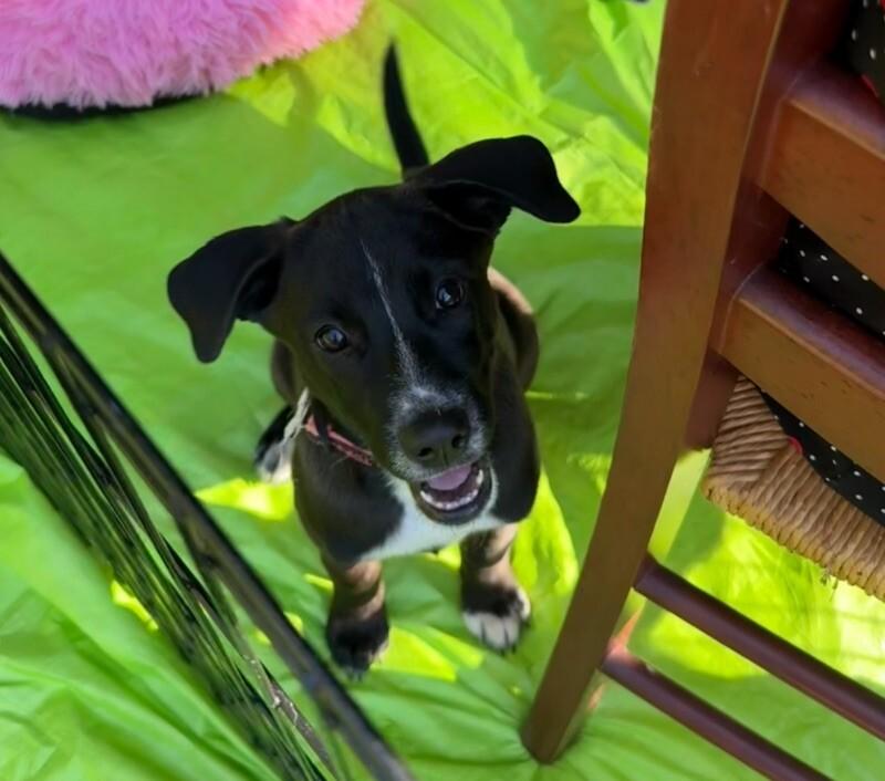 Enlarge Zoey, a Adoptable mixed breed in Van Nuys, CA image 5/6