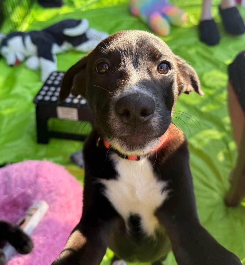 Enlarge Zoey, a Adoptable mixed breed in Van Nuys, CA image 6/6