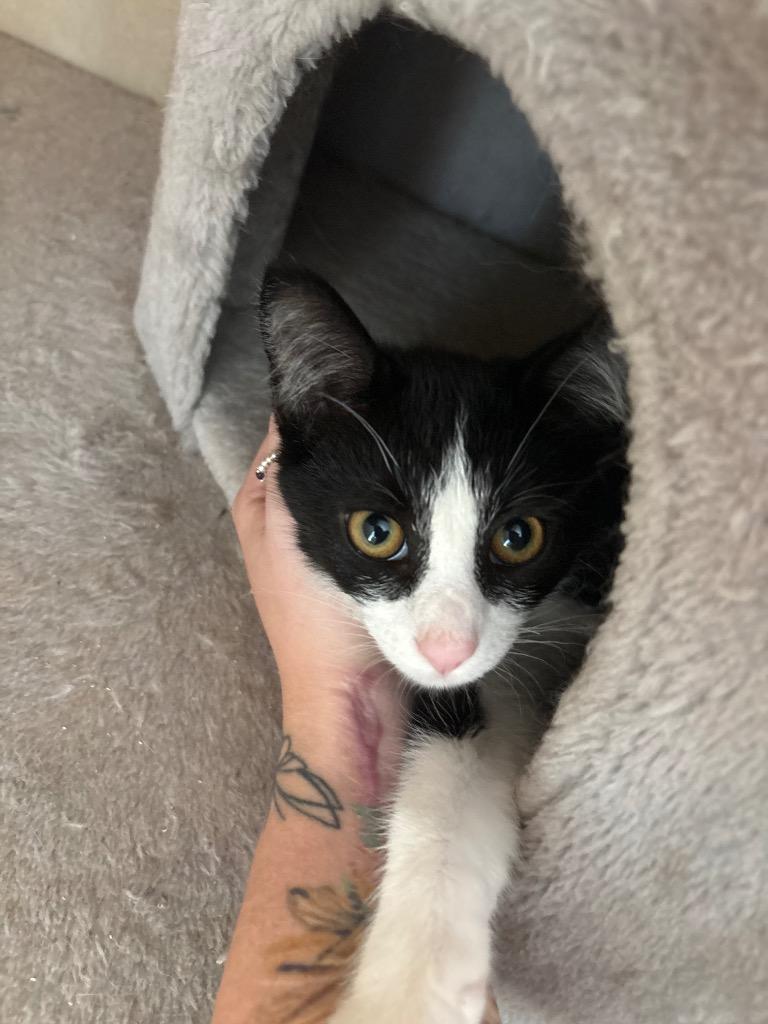 Boots, Adoptable, Kitten Female Domestic Short Hair.