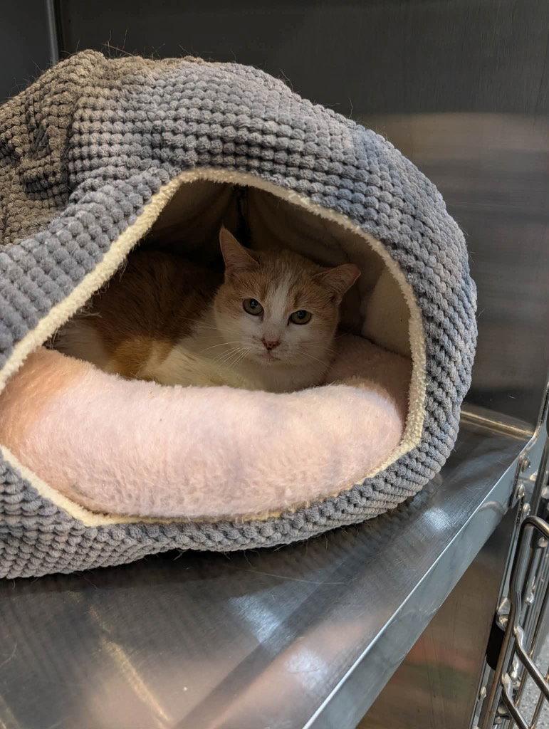 Molly, Adoptable, Adult Female Domestic Medium Hair.