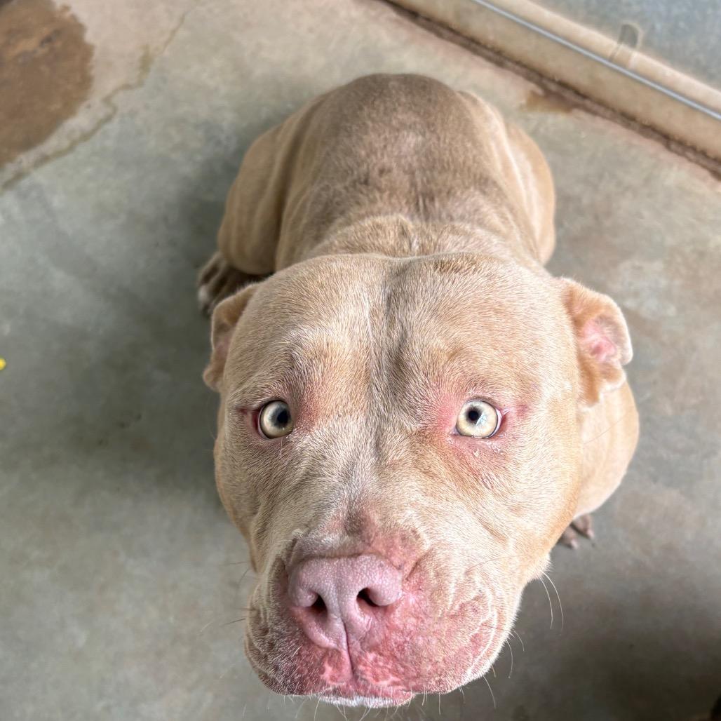 Rhea Ruffley, Adoptable, Adult Female American Bulldog.