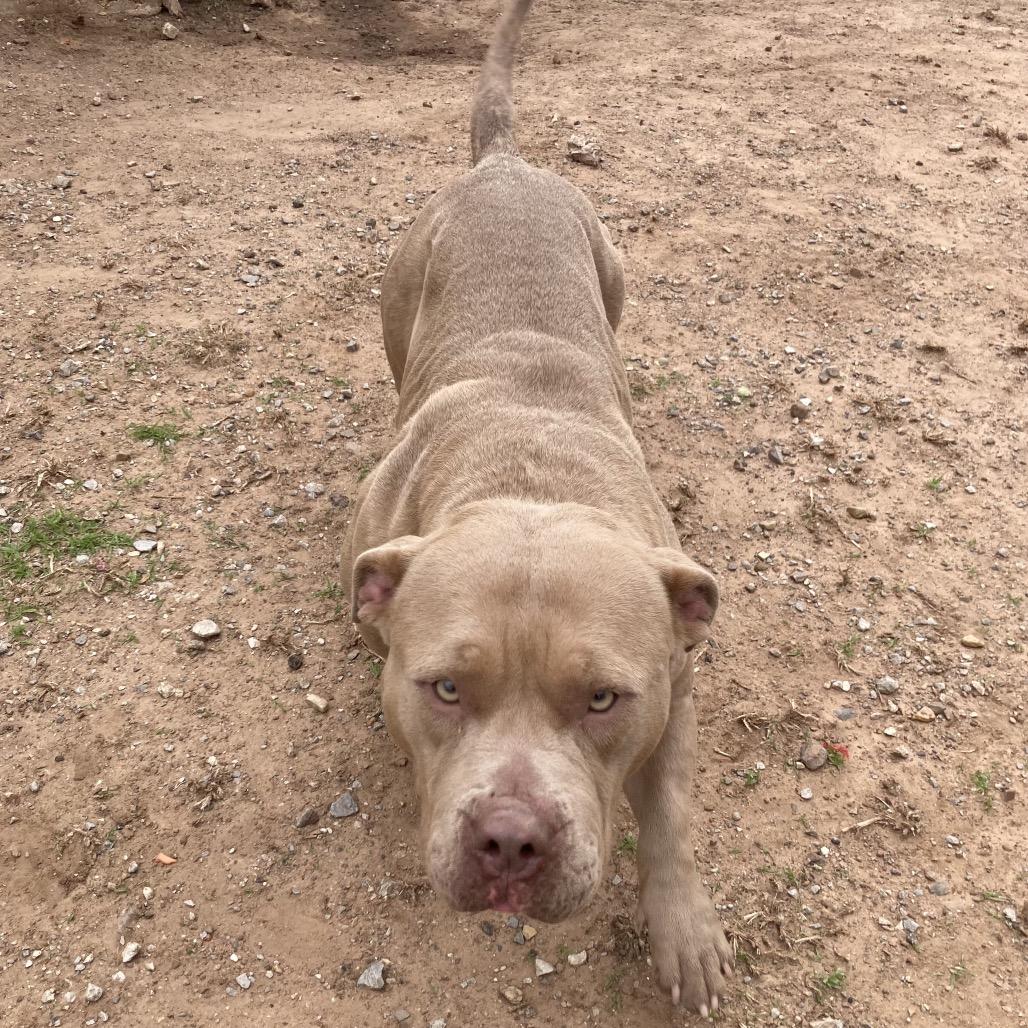 Enlarge Rhea Ruffley, a Adoptable American Bulldog in Sand Springs, OK image 2/6