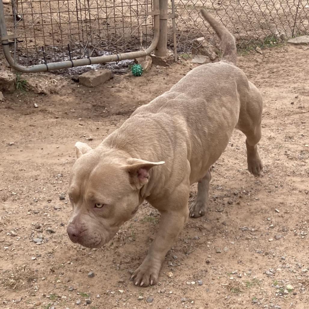 Enlarge Rhea Ruffley, a Adoptable American Bulldog in Sand Springs, OK image 3/6