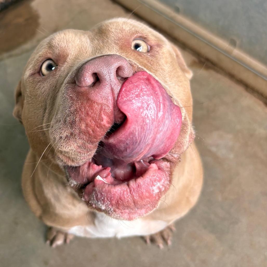 Enlarge Rhea Ruffley, a Adoptable American Bulldog in Sand Springs, OK image 4/6