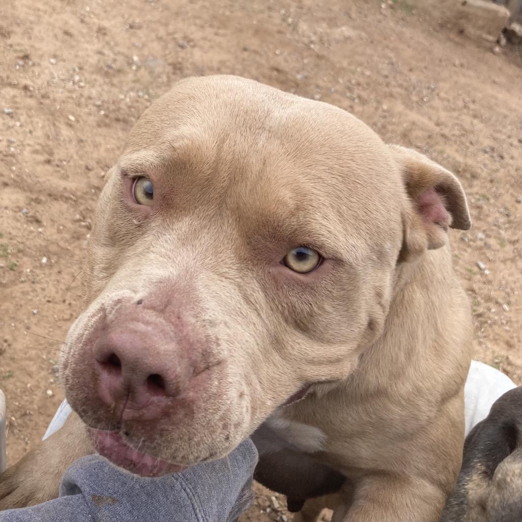 Enlarge Rhea Ruffley, a Adoptable American Bulldog in Sand Springs, OK image 5/6