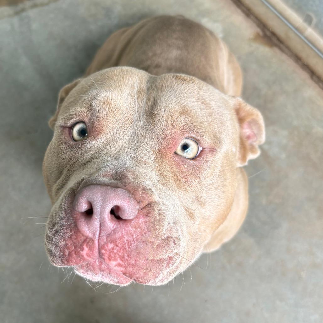 Enlarge Rhea Ruffley, a Adoptable American Bulldog in Sand Springs, OK image 6/6