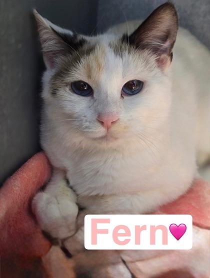 Fern, Adoptable, Young Female Domestic Short Hair & Domestic Short Hair.