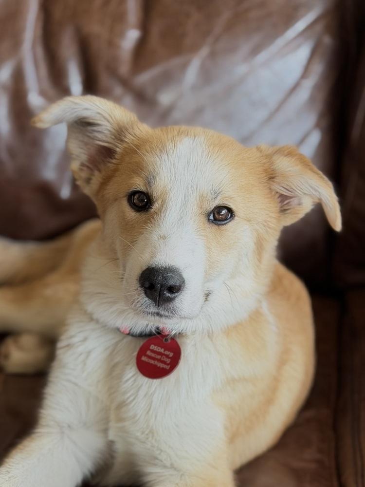 Enlarge 26-061 Sassafras "Sassy", a Adoptable mixed breed in Richardson, TX image 1/6