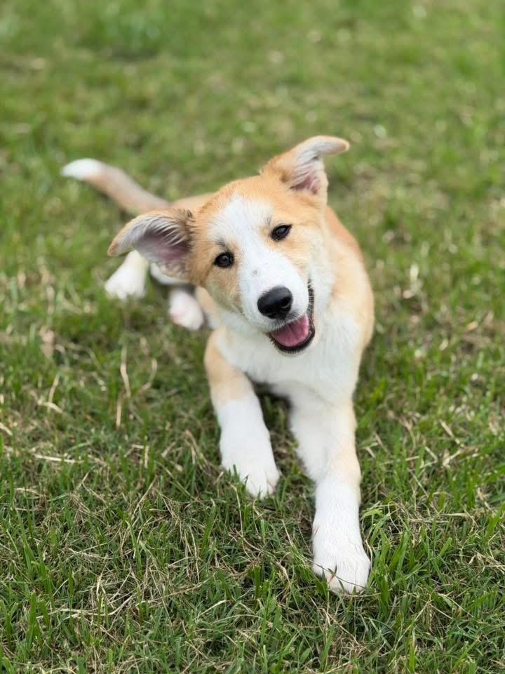 26-061 Sassafras "Sassy" COMING SOON!, Adoptable, Puppy Female Border Collie & Siberian Husky.