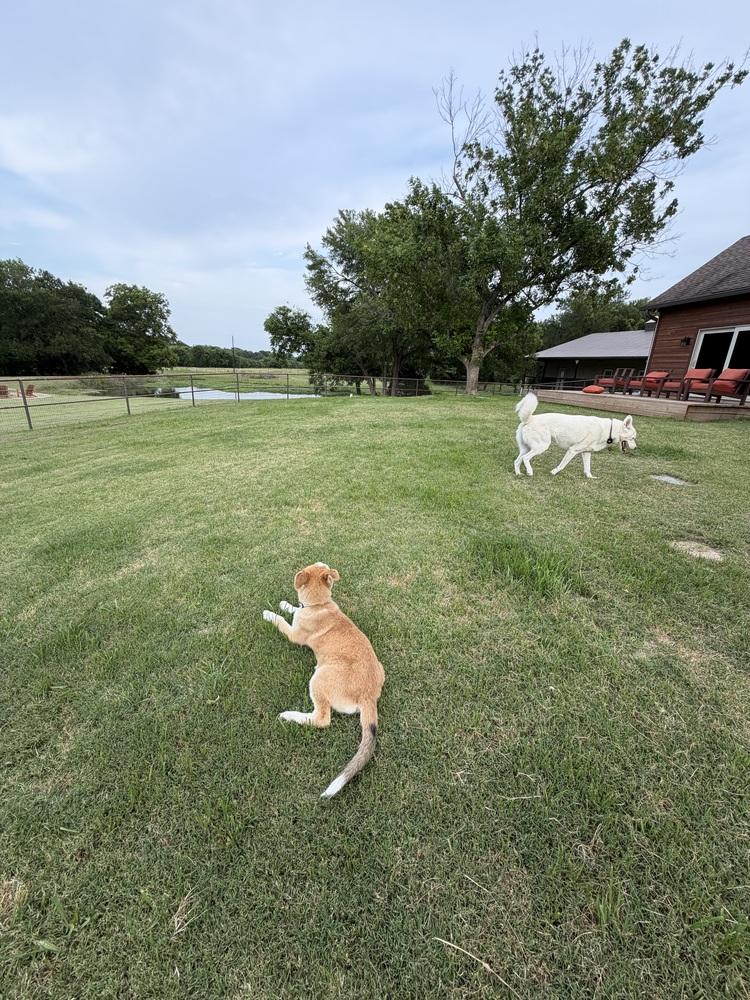 26-061 Sassafras "Sassy" COMING SOON!, a Adoptable mixed breed in Richardson, TX image 2/6
