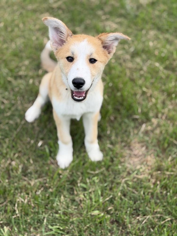 26-061 Sassafras "Sassy" COMING SOON!, a Adoptable mixed breed in Richardson, TX image 3/6