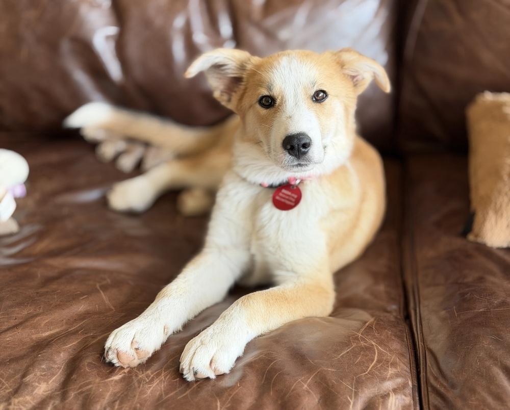 Enlarge 26-061 Sassafras "Sassy", a Adoptable mixed breed in Richardson, TX image 4/6