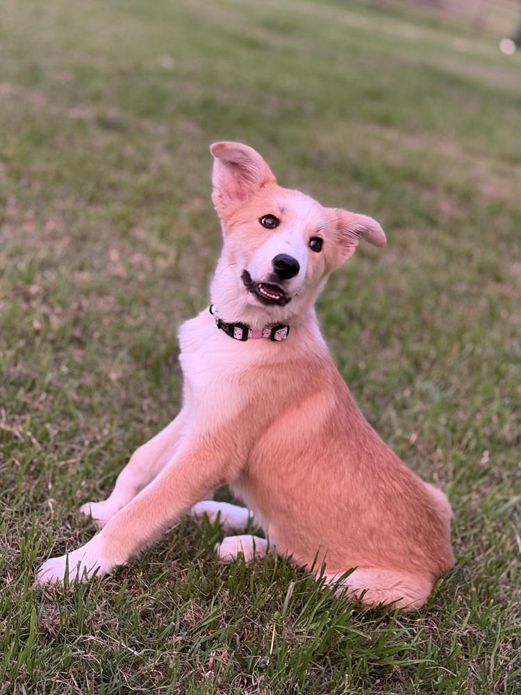 26-061 Sassafras "Sassy" COMING SOON!, a Adoptable mixed breed in Richardson, TX image 6/6