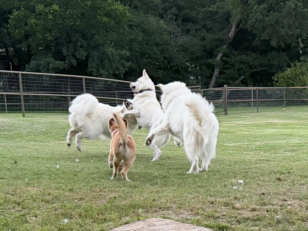 Enlarge 26-061 Sassafras "Sassy", a Adoptable mixed breed in Richardson, TX image 5/6