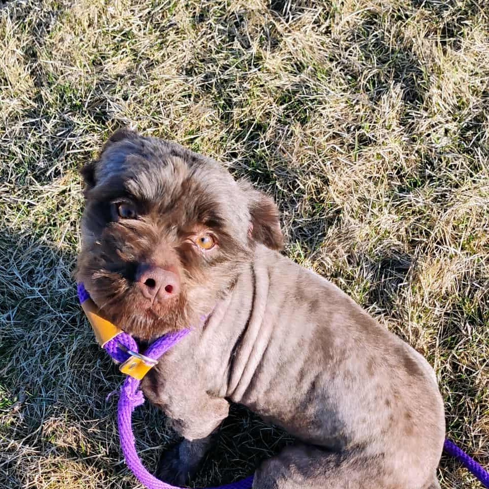 Walley, adopted, Young Male Lhasa Apso & Mixed Breed.