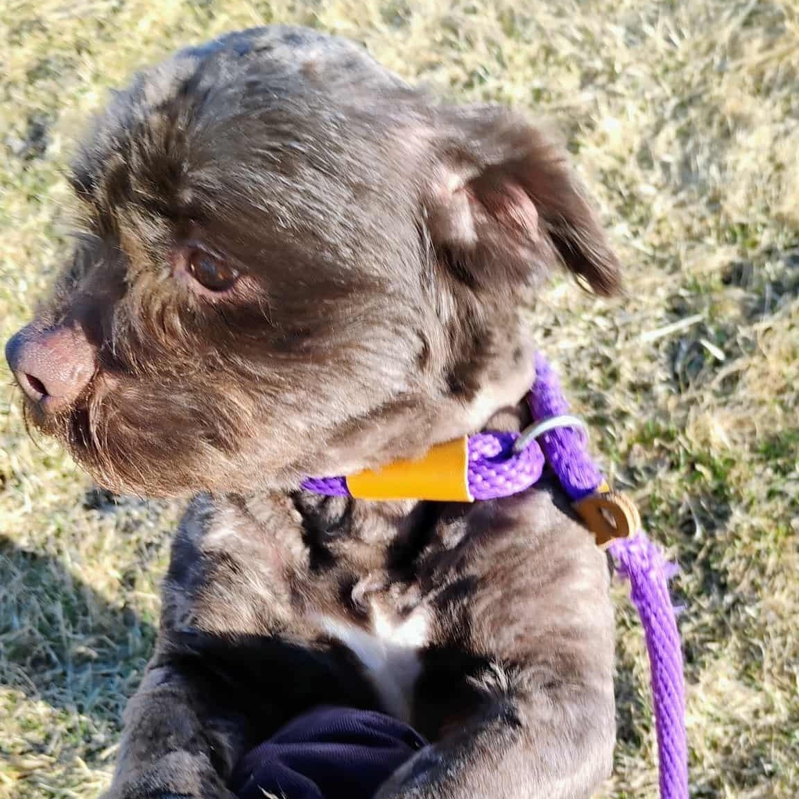 Enlarge Walley, an adopted mixed breed in Dixon, IL image 2/2