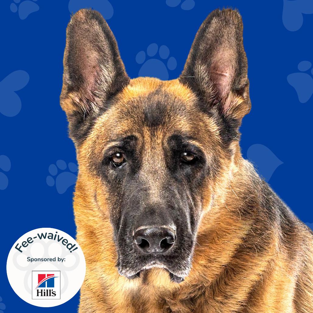 Frito Pie, Adoptable, Adult Male German Shepherd Dog.