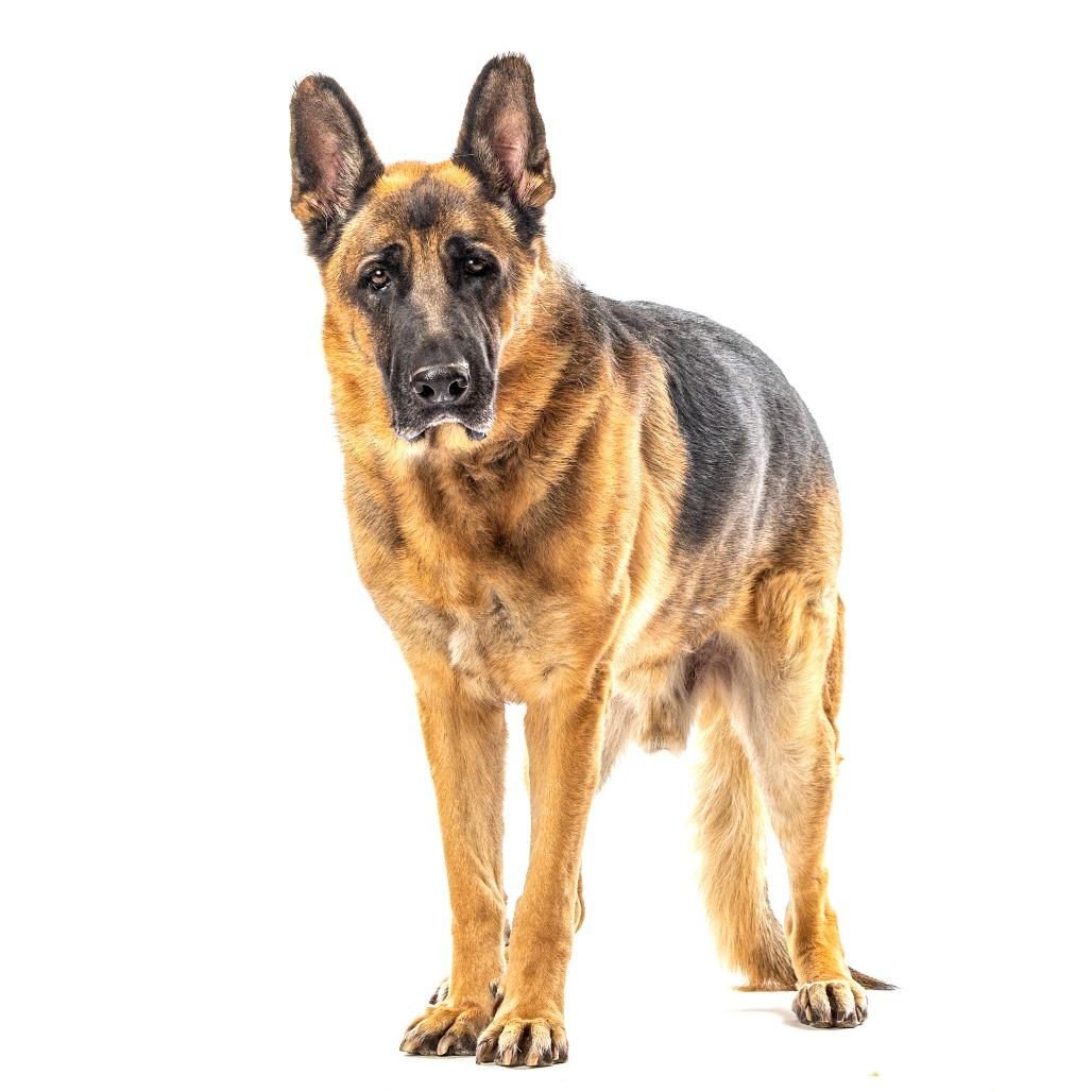 Enlarge Frito Pie, a Adoptable German Shepherd Dog in Reno, NV image 2/4