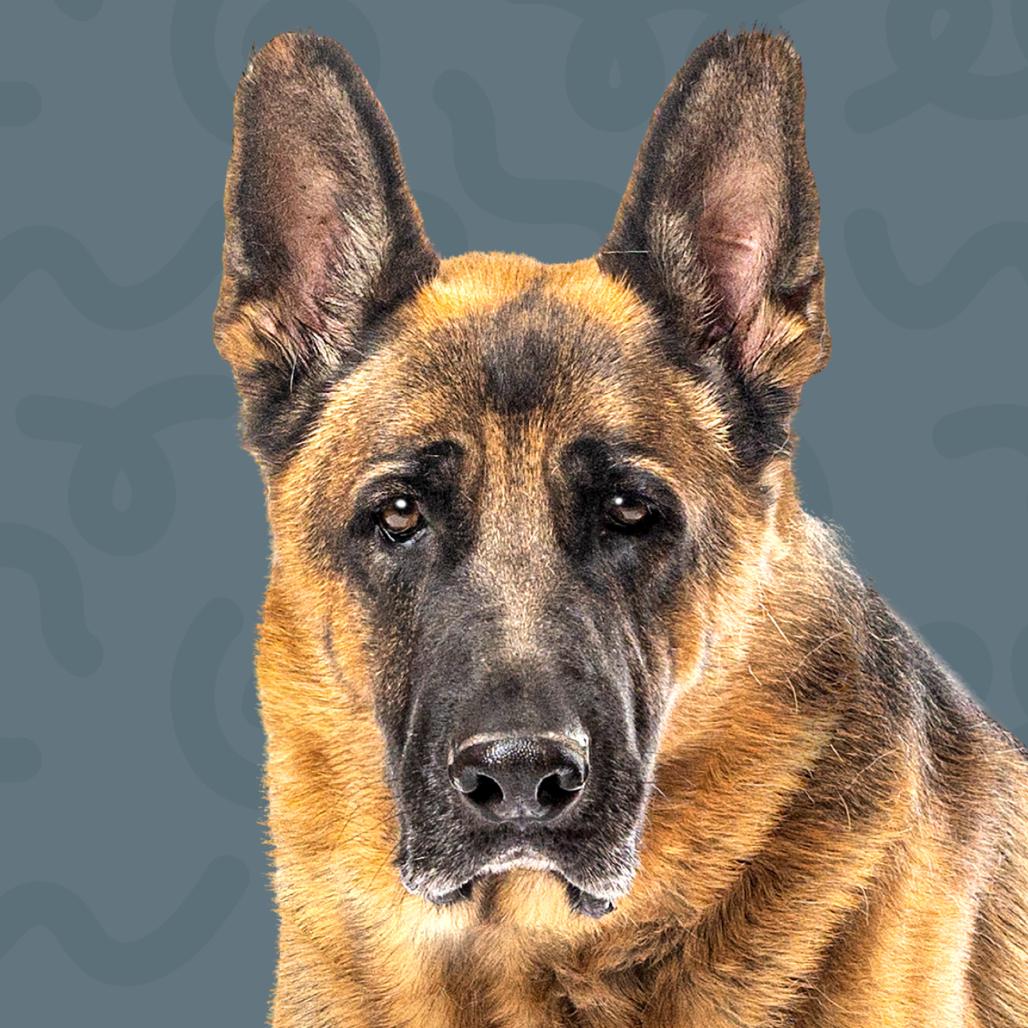 Enlarge Frito Pie, a Adoptable German Shepherd Dog in Reno, NV image 3/4